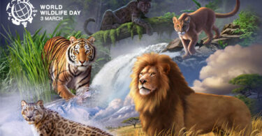 The decline of wildlife could negatively affect many aspects of human life.