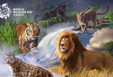 The decline of wildlife could negatively affect many aspects of human life.