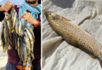 Trout Fish Crisis: Off-Season Hunting Threatens Rare Species in Gilgit-Baltistan
