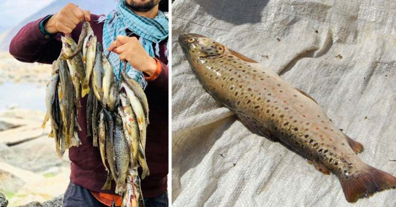Trout Fish Crisis: Off-Season Hunting Threatens Rare Species in Gilgit-Baltistan