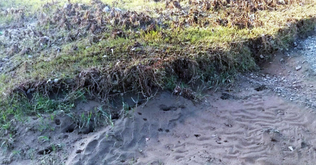 Until 2005, large flocks of ducks used to gather at the ponds. At that time, the river had a strong flow of water. However, most of the ponds built for hunting have now dried up.