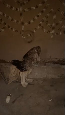 Wildlife team rescuing an injured vulture in Salarzai Bajaur and transporting it to Khar Wildlife Pheasantry for medical treatment