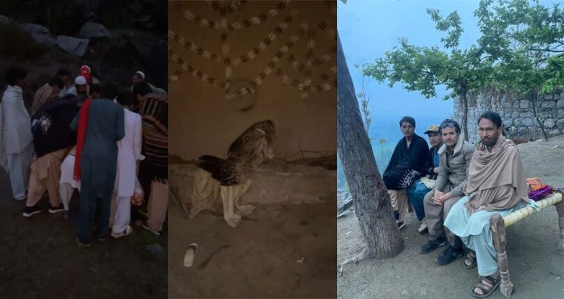 Wildlife team rescuing an injured vulture in Salarzai Bajaur and transporting it to Khar Wildlife Pheasantry for medical treatment