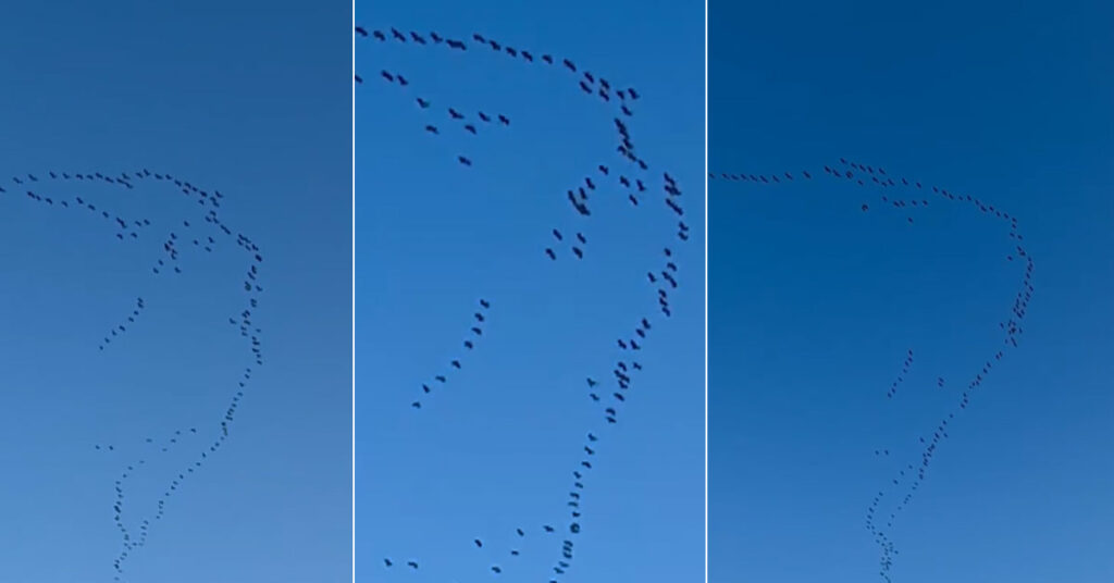 Migratory waterfowl birds in Sindh wetlands including Keenjhar Lake and Nareer Lagoon during 2026 annual waterfowl survey Pakistan