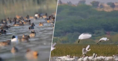 Migratory waterfowl birds in Sindh wetlands including Keenjhar Lake and Nareer Lagoon during 2026 annual waterfowl survey Pakistan