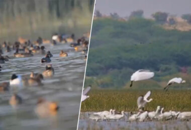Migratory waterfowl birds in Sindh wetlands including Keenjhar Lake and Nareer Lagoon during 2026 annual waterfowl survey Pakistan