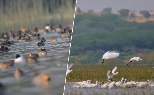Migratory waterfowl birds in Sindh wetlands including Keenjhar Lake and Nareer Lagoon during 2026 annual waterfowl survey Pakistan