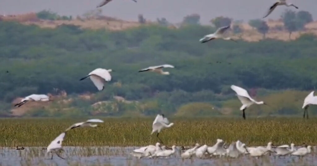 Migratory waterfowl birds in Sindh wetlands including Keenjhar Lake and Nareer Lagoon during 2026 annual waterfowl survey Pakistan