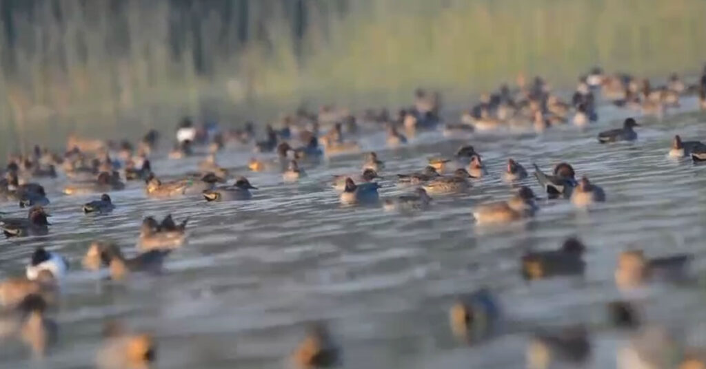 Migratory waterfowl birds in Sindh wetlands including Keenjhar Lake and Nareer Lagoon during 2026 annual waterfowl survey Pakistan