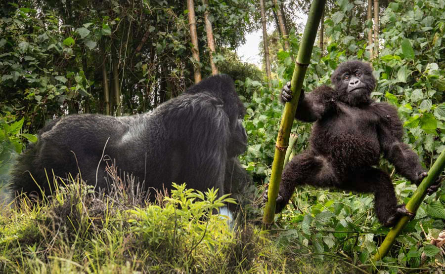 Grief, survival, and a surprising closeness to humans in the Virunga Mountains