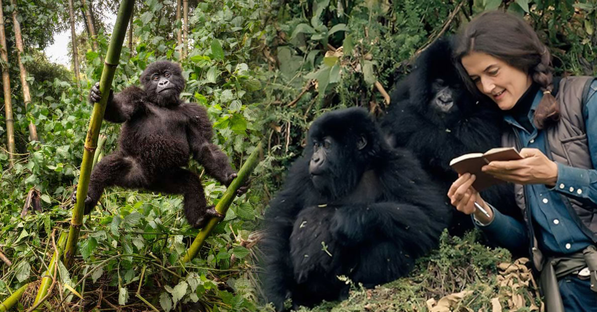 Grief, survival, and a surprising closeness to humans in the Virunga Mountains