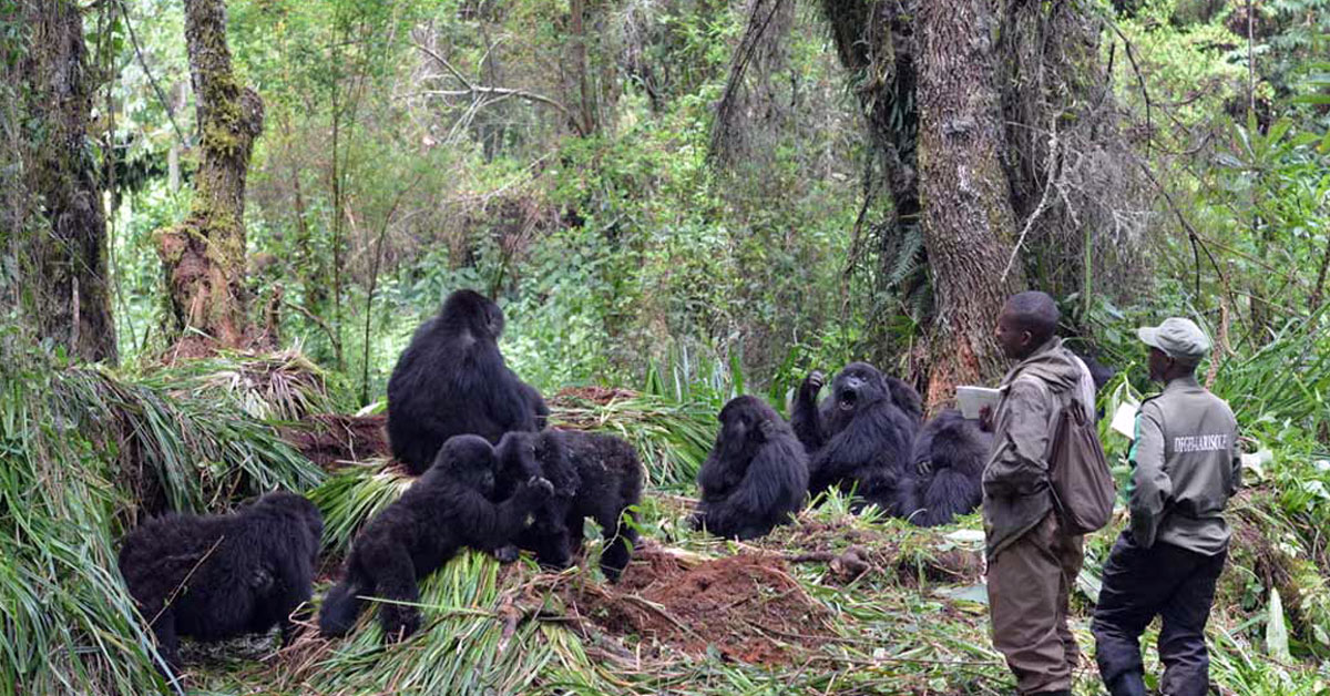 Grief, survival, and a surprising closeness to humans in the Virunga Mountains