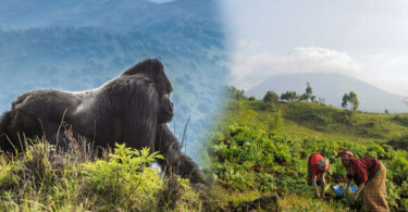 Grief, survival, and a surprising closeness to humans in the Virunga Mountains