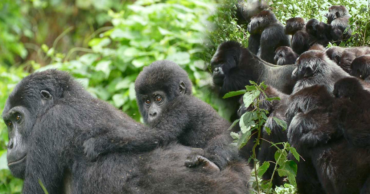 Grief, survival, and a surprising closeness to humans in the Virunga Mountains