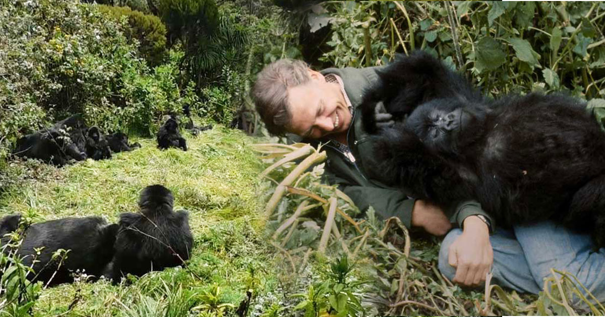 Grief, survival, and a surprising closeness to humans in the Virunga Mountains