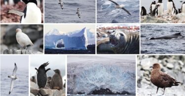 Antarctica melting ice with emperor penguins struggling for survival due to climate change