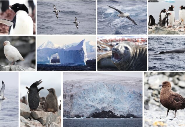 Antarctica melting ice with emperor penguins struggling for survival due to climate change