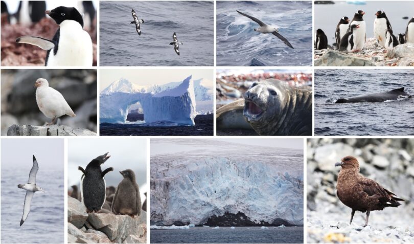 Antarctica melting ice with emperor penguins struggling for survival due to climate change