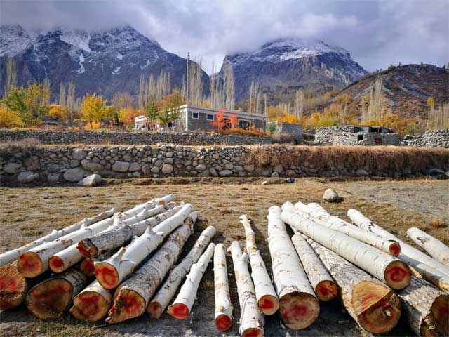 Crackdown on illegal timber shipments in Gilgit