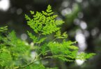 Miracle tree shows revolutionary role in removing microplastics from water