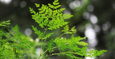 Miracle tree shows revolutionary role in removing microplastics from water