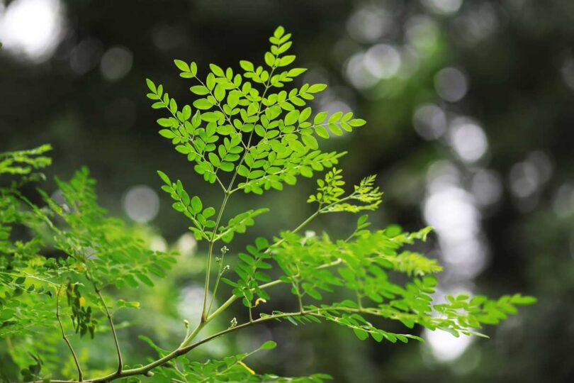 Miracle tree shows revolutionary role in removing microplastics from water