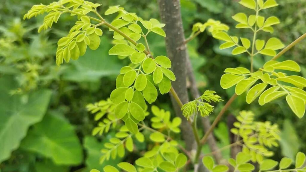 Miracle tree shows revolutionary role in removing microplastics from water