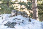 Snow Leopard Conservation: Key Agreement Signed in Gilgit-Baltistan