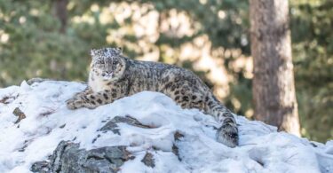 Snow Leopard Conservation: Key Agreement Signed in Gilgit-Baltistan