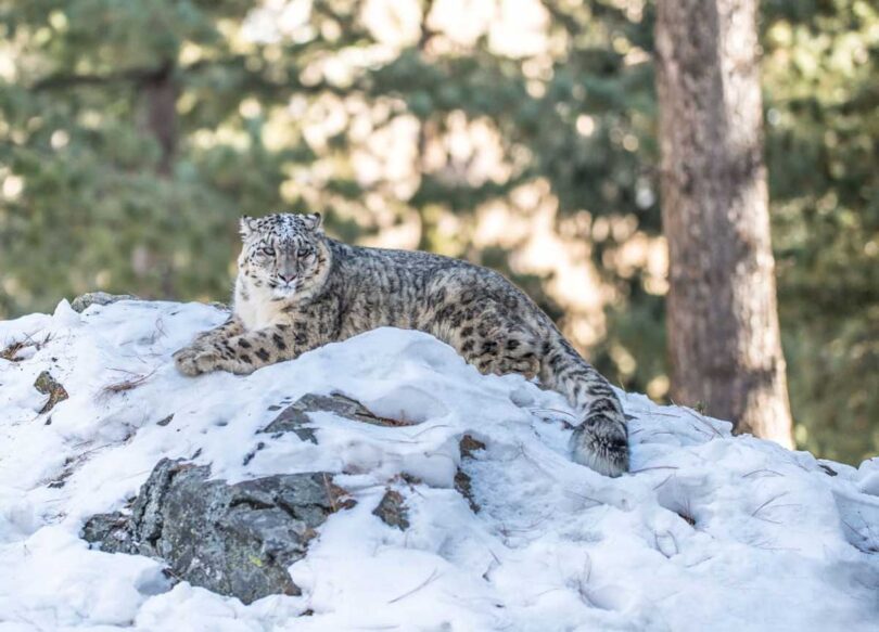 Snow Leopard Conservation: Key Agreement Signed in Gilgit-Baltistan