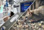 Hantavirus: A Silent but Dangerous Outbreak