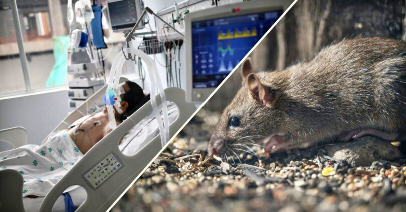 Hantavirus: A Silent but Dangerous Outbreak