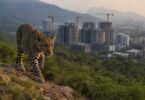 Leopard surge in Margalla Hills — are urban areas at risk?