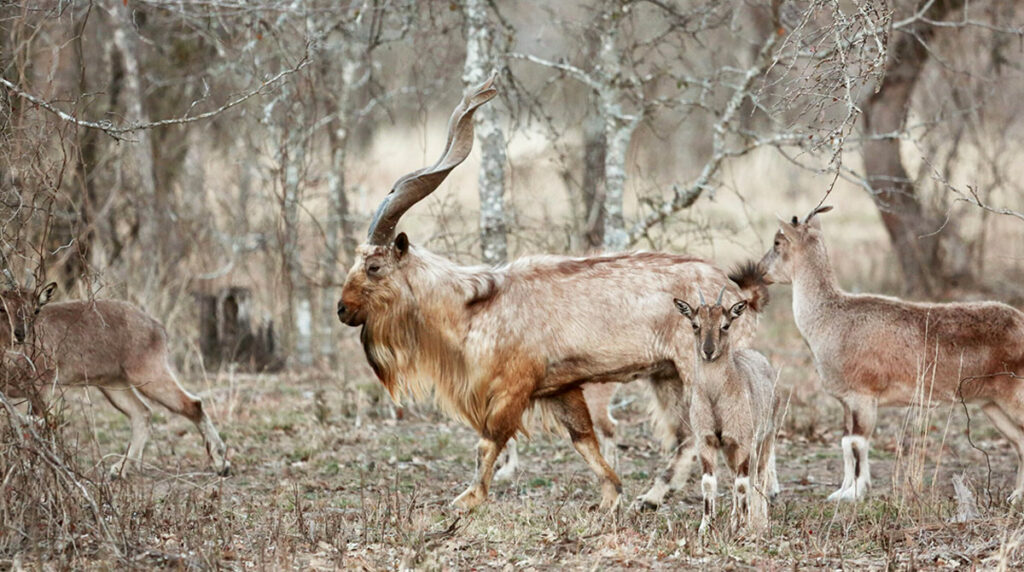Markhor International Day: Global efforts accelerate for wildlife conservation