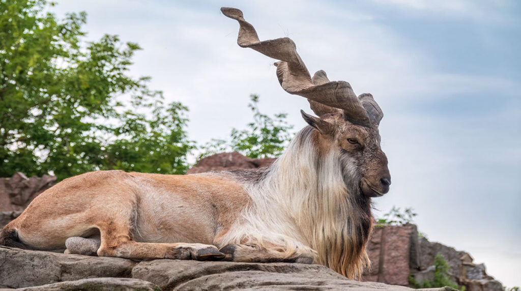 Markhor International Day: Global efforts accelerate for wildlife conservation