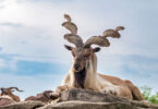 Markhor International Day: Global efforts accelerate for wildlife conservation