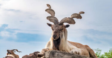 Markhor International Day: Global efforts accelerate for wildlife conservation