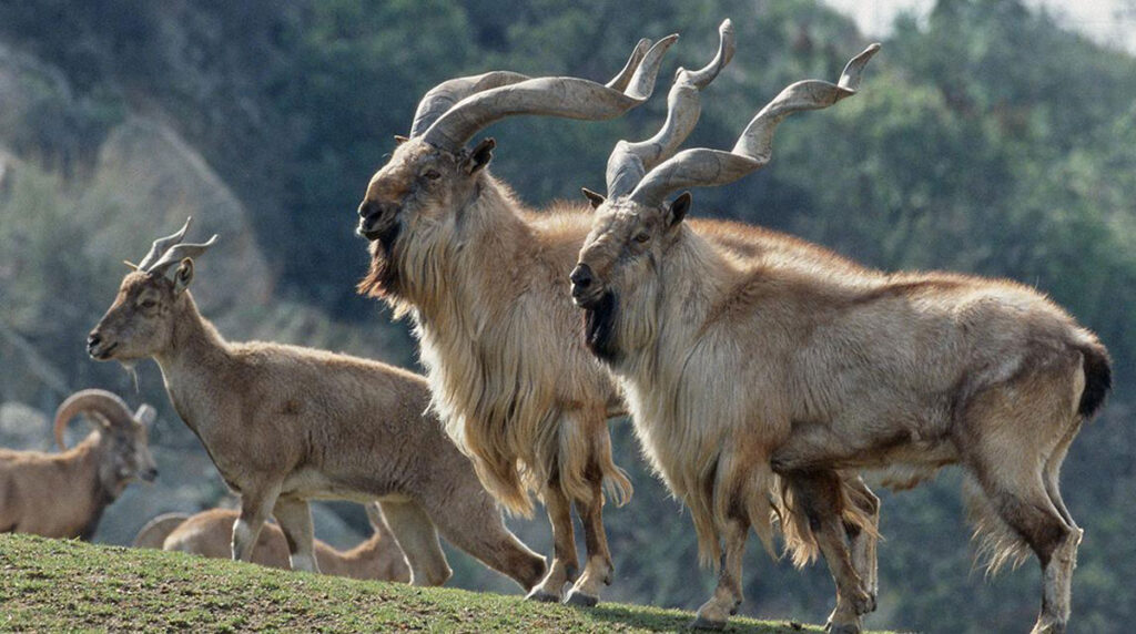 Markhor International Day: Global efforts accelerate for wildlife conservation