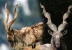 Markhor World Day: Conservation and Environmental Importance of Gilgit-Baltistan