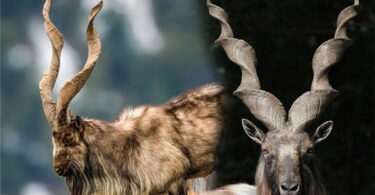 Markhor World Day: Conservation and Environmental Importance of Gilgit-Baltistan