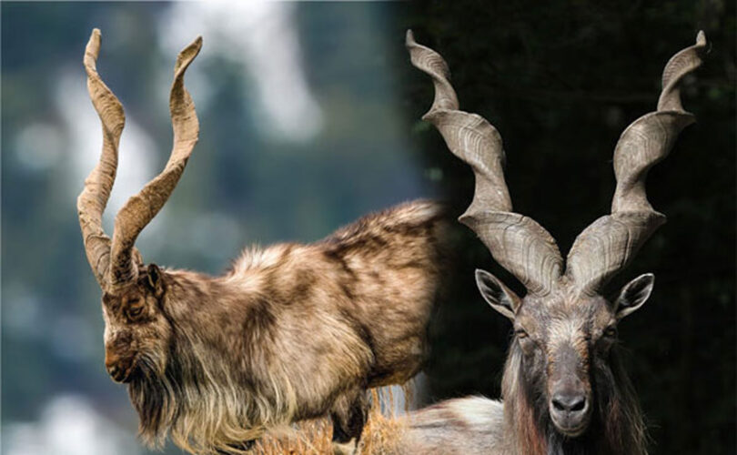 Markhor World Day: Conservation and Environmental Importance of Gilgit-Baltistan