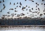 Migratory Birds: Dangerous Environmental Situation Raises Global Concern