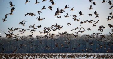 Migratory Birds: Dangerous Environmental Situation Raises Global Concern