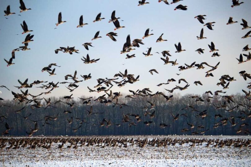 Migratory Birds: Dangerous Environmental Situation Raises Global Concern