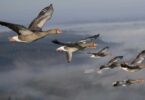 Migratory birds in Pakistan face threats, WWF Pakistan stresses conservation efforts.
