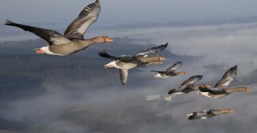 Migratory birds in Pakistan face threats, WWF Pakistan stresses conservation efforts.