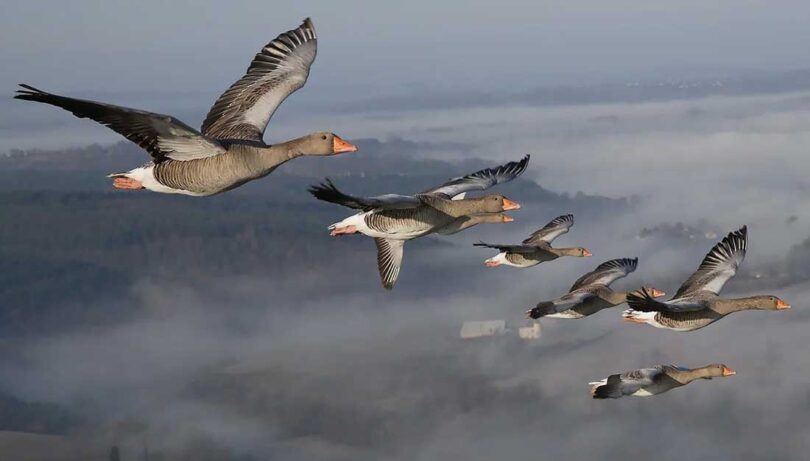 Migratory birds in Pakistan face threats, WWF Pakistan stresses conservation efforts.