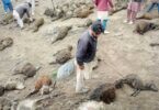 Over 65 Livestock Killed in Gilgit-Baltistan, Locals Alarmed