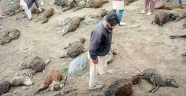 Over 65 Livestock Killed in Gilgit-Baltistan, Locals Alarmed