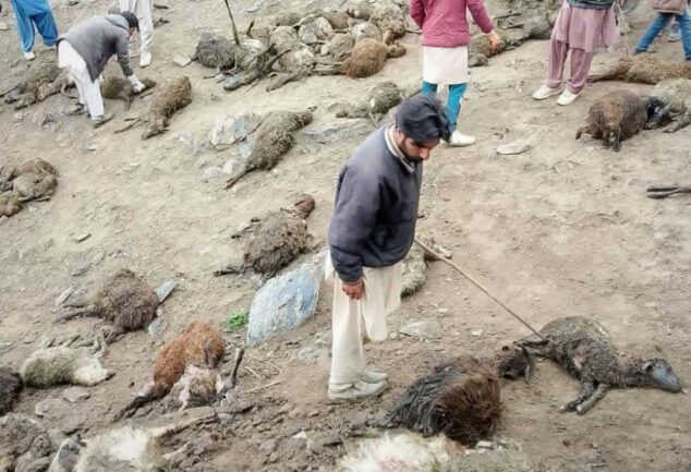 Over 65 Livestock Killed in Gilgit-Baltistan, Locals Alarmed